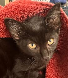 Shelter Stray Male Cat last seen Near Speight Circle, RALEIGH, NC, 27616, 820 Beacon Lake Dr, Raleigh, NC 27610, USA