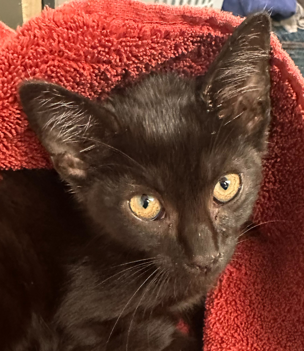 Shelter Stray Male Cat last seen Near Speight Circle, RALEIGH, NC, 27616, 820 Beacon Lake Dr, Raleigh, NC 27610, USA