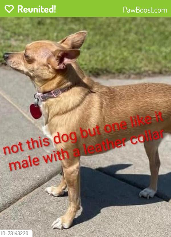 Reunited Male Dog last seen 2nd and park, La Verne, CA 91750