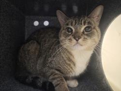 Shelter Stray Female Cat last seen Near W 151 Street, NEW YORK, NY, 10039, 326 E 110th St, New York, NY 10029, USA