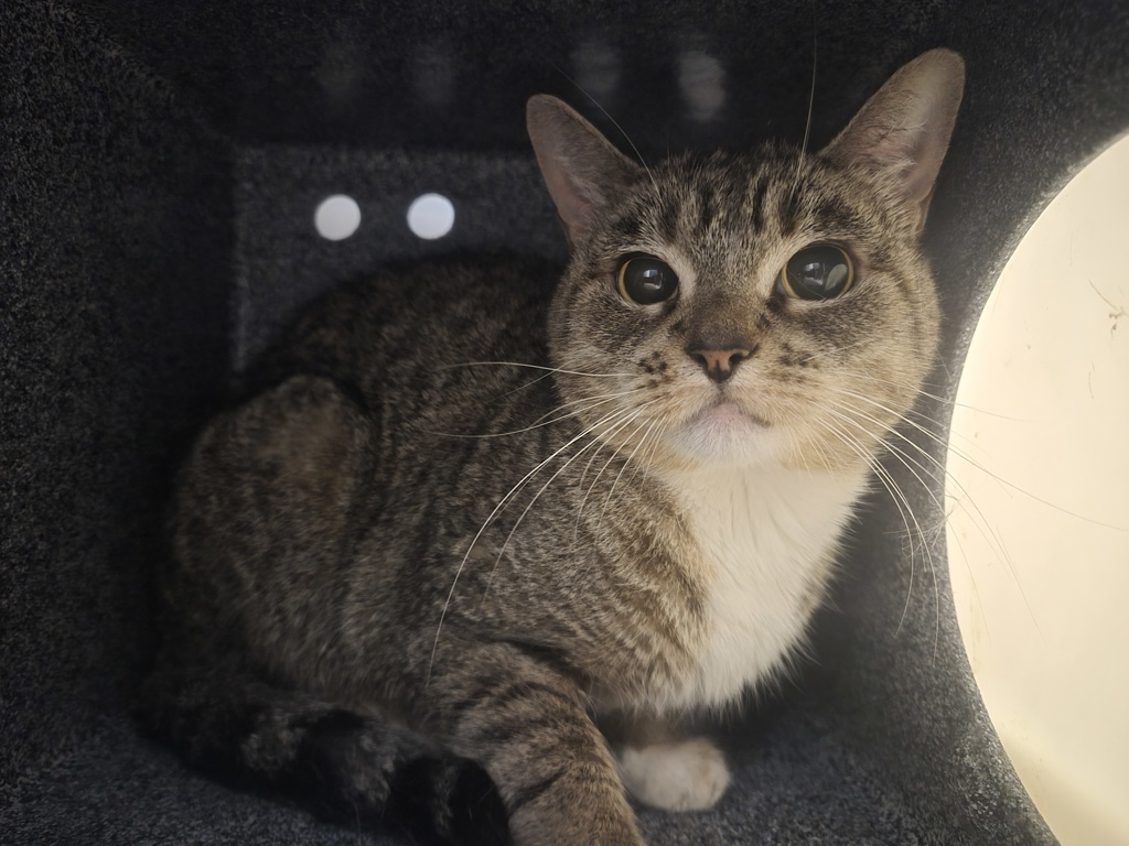 Shelter Stray Female Cat last seen Near W 151 Street, NEW YORK, NY, 10039, 326 E 110th St, New York, NY 10029, USA