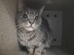 Shelter Stray Female Cat last seen Near W 151 Street, NEW YORK, NY, 10039, 326 E 110th St, New York, NY 10029, USA