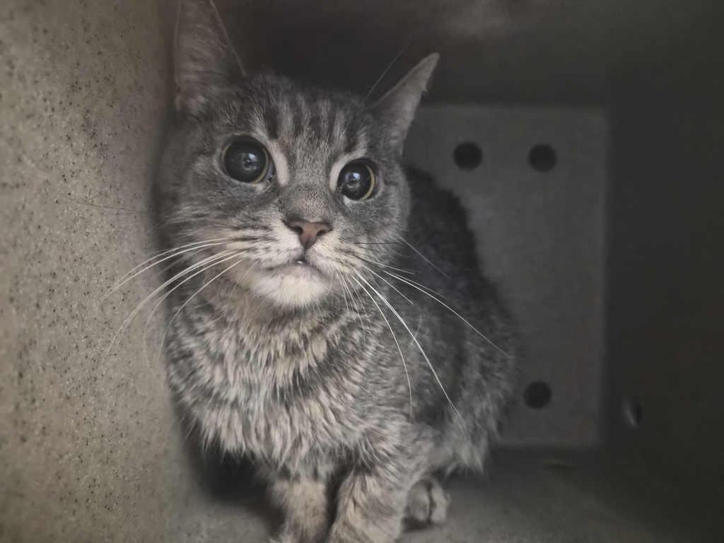 Shelter Stray Female Cat last seen Near W 151 Street, NEW YORK, NY, 10039, 326 E 110th St, New York, NY 10029, USA