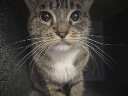 Shelter Stray Female Cat last seen Near W 151 Street, NEW YORK, NY, 10039, 326 E 110th St, New York, NY 10029, USA
