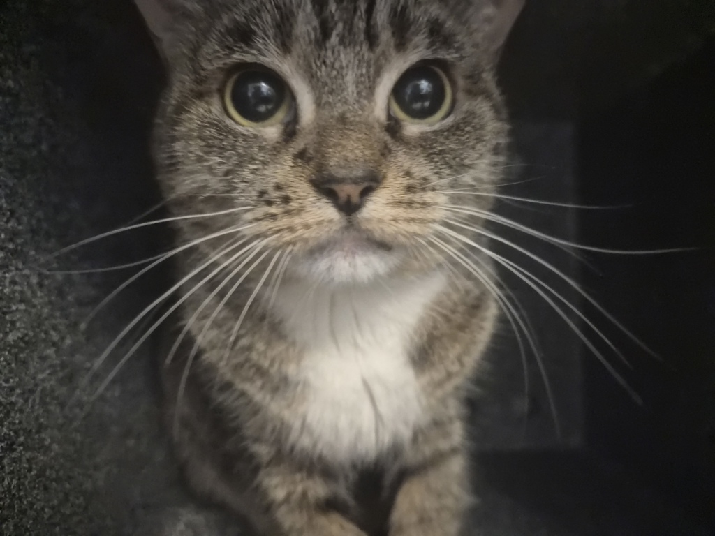 Shelter Stray Female Cat last seen Near W 151 Street, NEW YORK, NY, 10039, 326 E 110th St, New York, NY 10029, USA