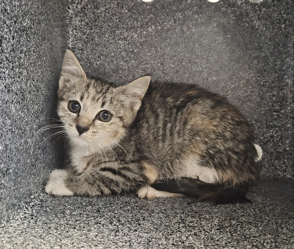 Shelter Stray Female Cat last seen Near W 151 Street, NEW YORK, NY, 10039, 326 E 110th St, New York, NY 10029, USA