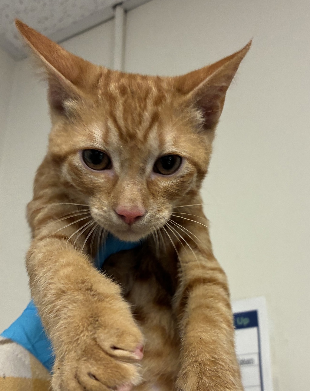 Shelter Stray Male Cat last seen 145th/Division, OR, 1700 W Historic Columbia River Hwy, Troutdale, OR 97060, USA