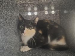 Shelter Stray Female Cat last seen Near W 151 Street, NEW YORK, NY, 10039, 326 E 110th St, New York, NY 10029, USA