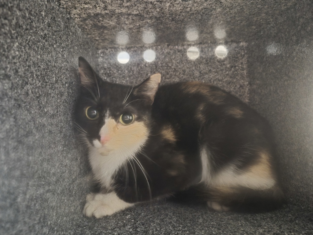 Shelter Stray Female Cat last seen Near W 151 Street, NEW YORK, NY, 10039, 326 E 110th St, New York, NY 10029, USA