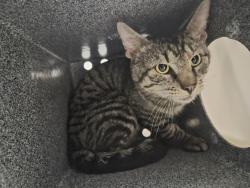 Shelter Stray Male Cat last seen Near W 151 Street, NEW YORK, NY, 10039, 326 E 110th St, New York, NY 10029, USA