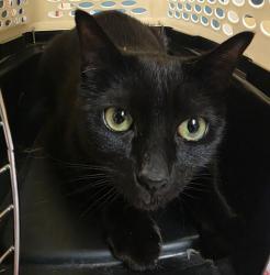 Shelter Stray Male Cat last seen Glisan / 242nd, TROUTDALE, OR, 97060, 1700 W Historic Columbia River Hwy, Troutdale, OR 97060, USA