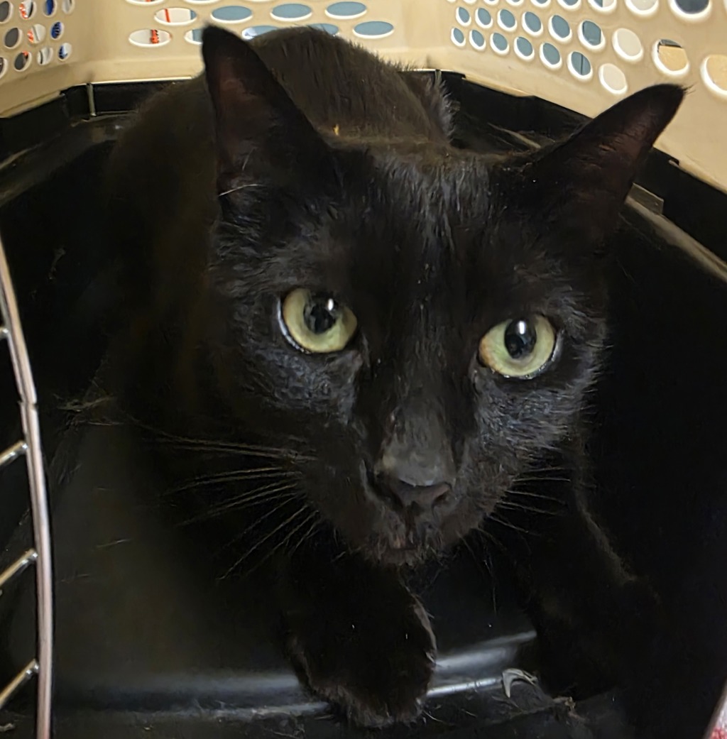 Shelter Stray Male Cat last seen Glisan / 242nd, TROUTDALE, OR, 97060, 1700 W Historic Columbia River Hwy, Troutdale, OR 97060, USA