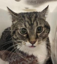Shelter Stray Male Cat last seen Telluride W/W 2nd place, Lakewood, CO, 80228, 580 McIntyre St, Golden, CO 80401, USA