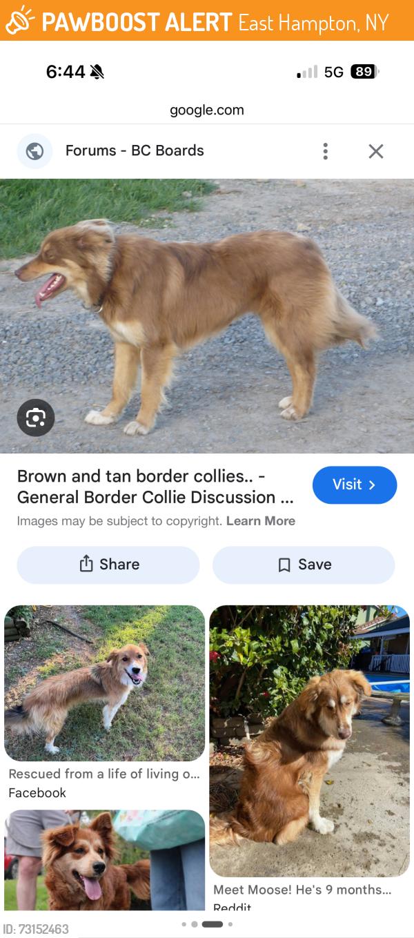 Found/Stray Unknown Dog last seen Going up Neck Path from Old Stone Market, East Hampton, NY 11937