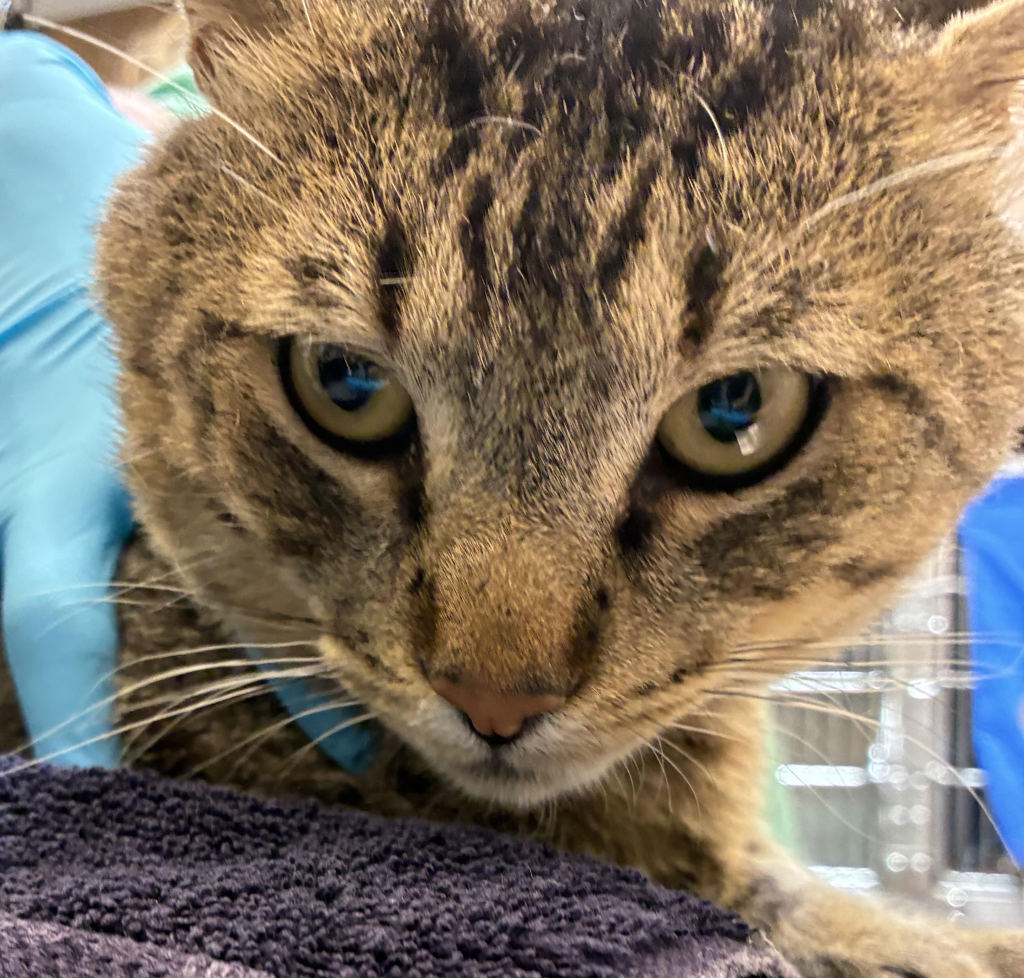 Shelter Stray Male Cat last seen 72nd and Lexington, OR, 1700 W Historic Columbia River Hwy, Troutdale, OR 97060, USA