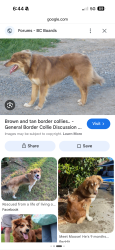 Found/Stray Unknown Dog last seen Going up Neck Path from Old Stone Market, East Hampton, NY 11937