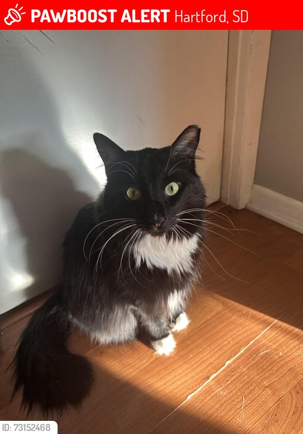 Lost Male Cat last seen Bp gas station, Hartford, SD 57033