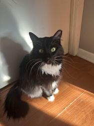Lost Male Cat last seen Bp gas station, Hartford, SD 57033