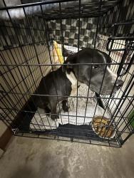 Shelter Stray Female Dog last seen Near Farm To Market Road 1100, ELGIN, TX, 78621, 7201 Levander Loop bldg a, Austin, TX 78702, USA