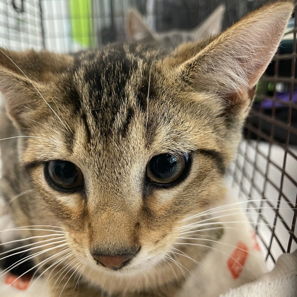 Shelter Stray Unknown Cat last seen Near Allison Avenue, DES MOINES, IA, 50310, Des Moines, IA 50313