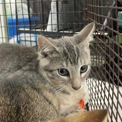 Shelter Stray Unknown Cat last seen Near Allison Avenue, DES MOINES, IA, 50310, Des Moines, IA 50313