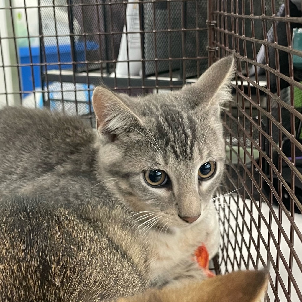 Shelter Stray Unknown Cat last seen Near Allison Avenue, DES MOINES, IA, 50310, Des Moines, IA 50313