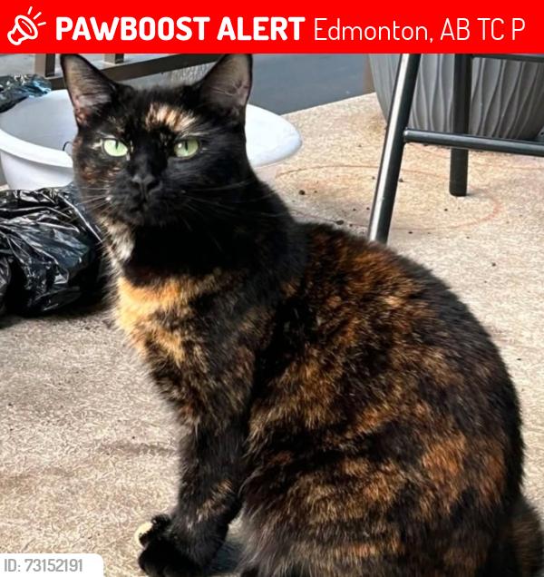 Lost Female Cat last seen 72nd street, 129th ave, Edmonton, AB T5C 0P5