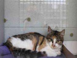 Shelter Stray Female Cat last seen S W, Bluffdale, UT, 84065, 511 W 3900 S, Salt Lake City, UT 84123, USA