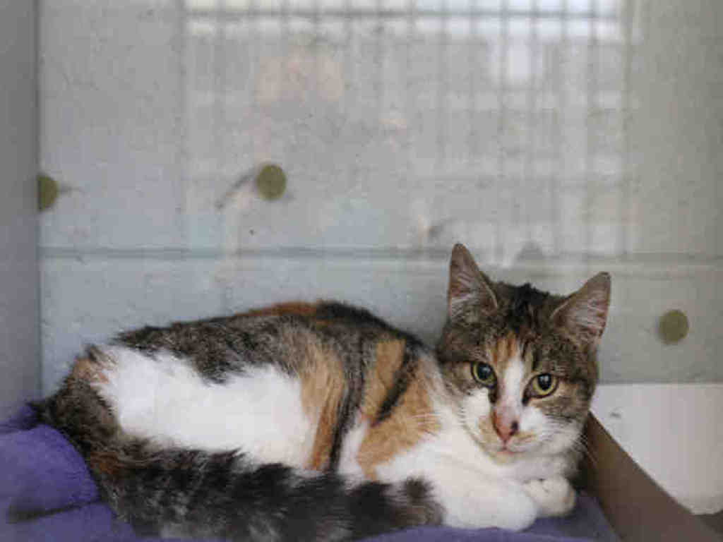 Shelter Stray Female Cat last seen S W, Bluffdale, UT, 84065, 511 W 3900 S, Salt Lake City, UT 84123, USA