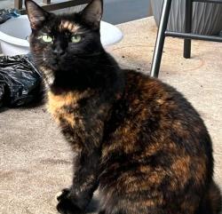 Lost Female Cat last seen 72nd street, 129th ave, Edmonton, AB T5C 0P5