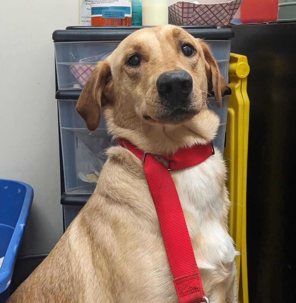 Shelter Stray Female Dog last seen Near Amistad Court, El Cajon, CA, 92019, El Cajon, CA 92020, USA