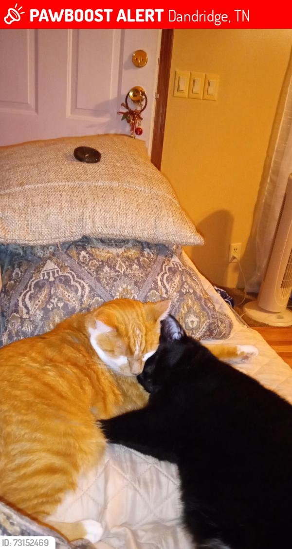 Lost Male Cat last seen Route 92 and Cox Road, Dandridge TN, Dandridge, TN 37725