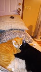 Lost Male Cat last seen Route 92 and Cox Road, Dandridge TN, Dandridge, TN 37725