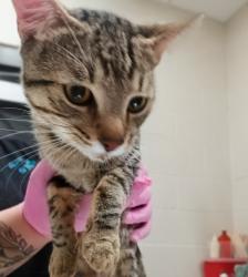 Shelter Stray Male Cat last seen Near N Mollison Avenue, El Cajon, CA, 92021, El Cajon, CA 92020, USA