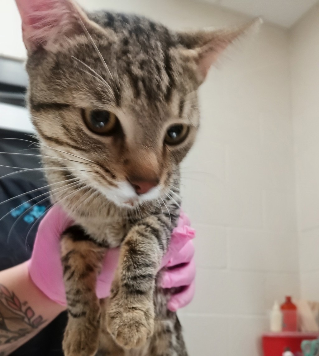 Shelter Stray Male Cat last seen Near N Mollison Avenue, El Cajon, CA, 92021, El Cajon, CA 92020, USA