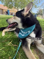 Shelter Stray Female Dog last seen Near Carlsbad Village Drive, Carlsbad, CA, 92010, Oceanside, CA 92058, USA