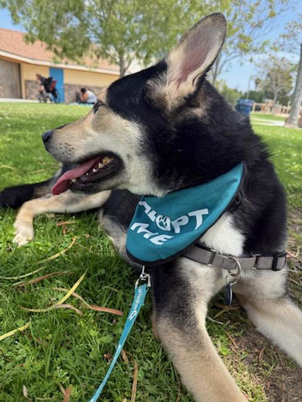 Shelter Stray Female Dog last seen Near Carlsbad Village Drive, Carlsbad, CA, 92010, Oceanside, CA 92058, USA