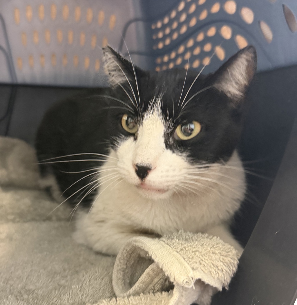 Shelter Stray Female Cat last seen Near Los Alamos Drive, San Diego, CA, 92114, 5500 Gaines St, San Diego, CA 92110, USA
