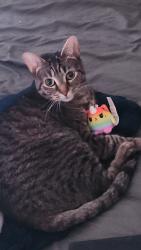 Lost Female Cat last seen Belaire Pl, Bonniebrook Dr, and Parkwood Pl, Maryland Heights, MO 63043