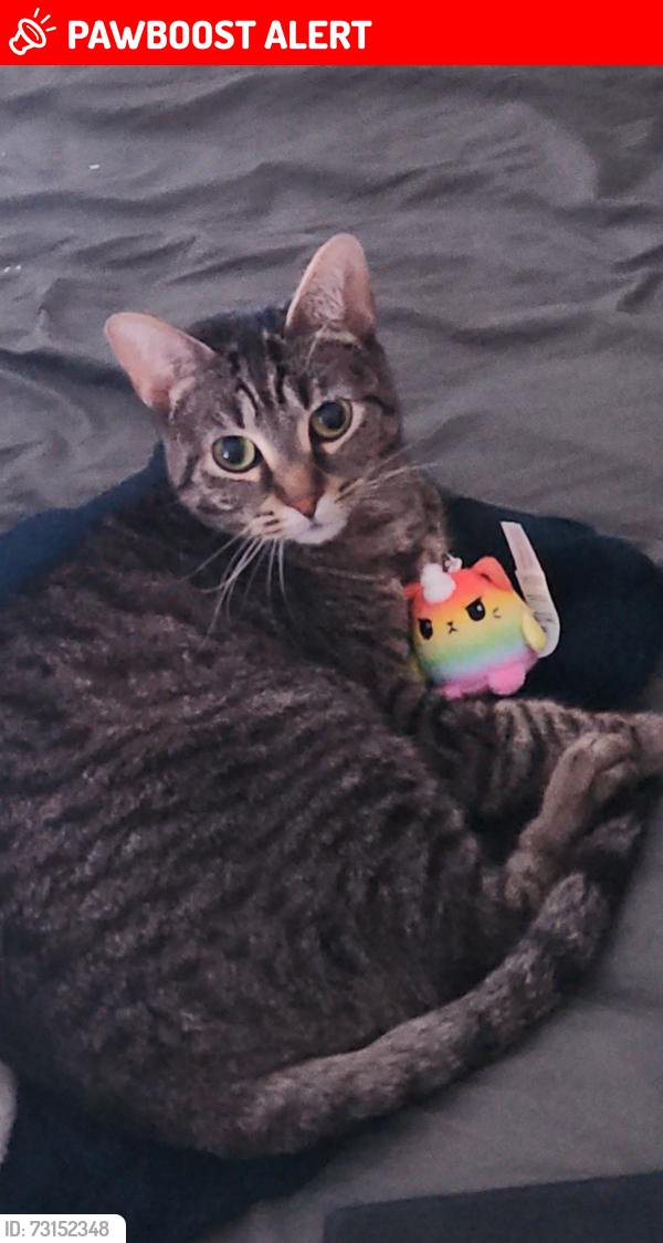 Lost Female Cat last seen Belaire Pl, Bonniebrook Dr, and Parkwood Pl, Maryland Heights, MO 63043