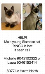Reunited Male Cat last seen Raymur Villas neighborhood, Arlington area near Hartfield and merril rd, Jacksonville, FL 32277