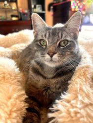 Reunited Female Cat last seen Lenoir Drive and Polk Street Overhills Creek., Spring Lake, NC 28390