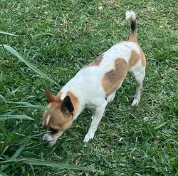 Reunited Male Dog last seen Near Cross Timbers, Tom Thumb, Flower Mound, TX 75028