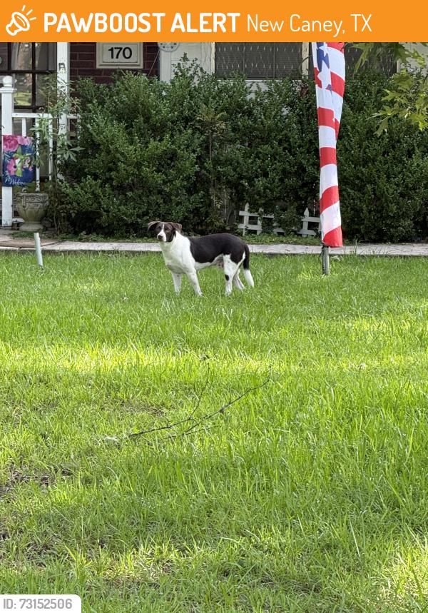 Found/Stray Male Dog last seen Linnwood and Magnolia, New Caney, TX 77357