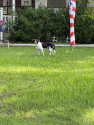Found/Stray Male Dog last seen Linnwood and Magnolia, New Caney, TX 77357