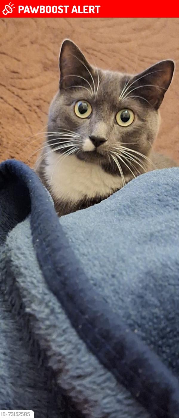 Lost Male Cat last seen On Rosehill st Derby, Normanton, England 