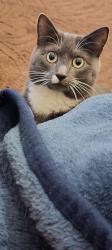 Lost Male Cat last seen On Rosehill st Derby, Normanton, England 