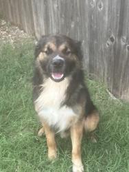 Found/Stray Male Dog last seen Office park N Hefner Lake, Oklahoma City, OK 73120