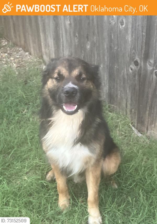 Found/Stray Male Dog last seen Office park N Hefner Lake, Oklahoma City, OK 73120