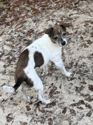 Lost Female Dog last seen Near Hunters Trace W, Prairieville, LA 70769
